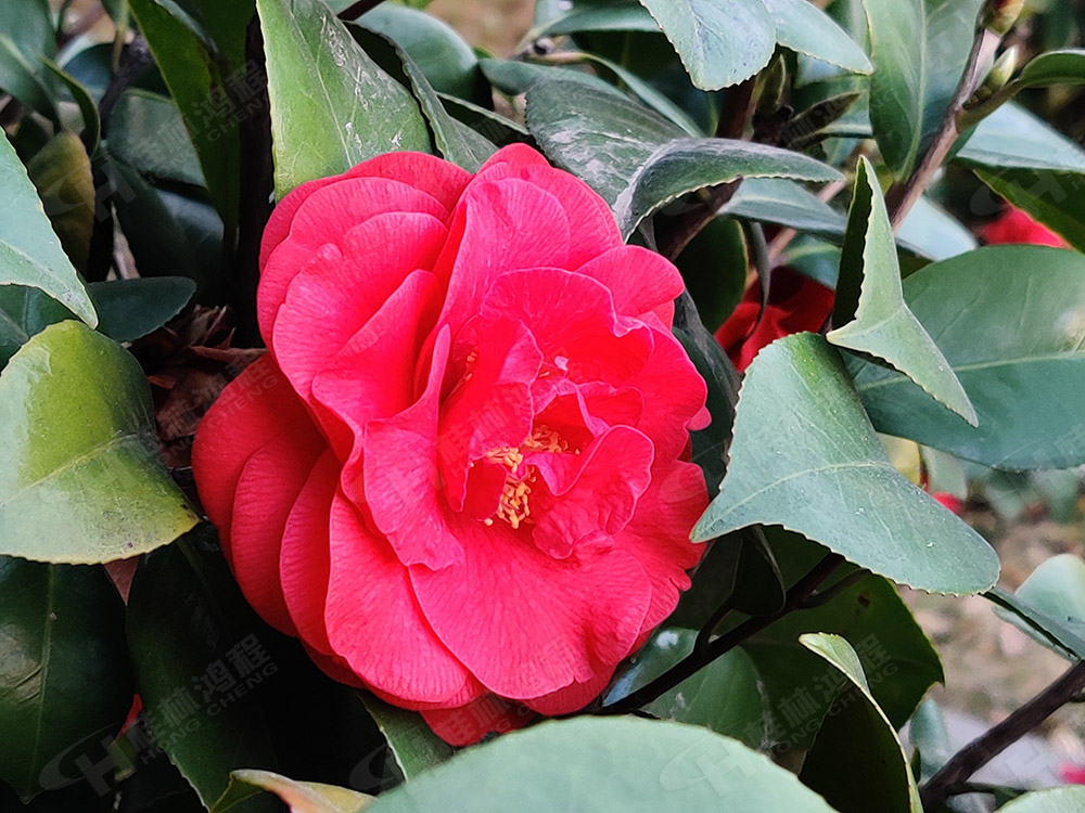 桂林鴻程花團錦簇，滿園春色，邀您一起共賞春景，共商大計！